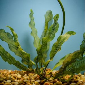 Aponogeton Madagascariensis (Madagascar Lace)