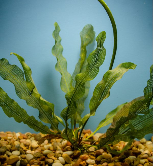 Aponogeton Madagascariensis (Madagascar Lace)