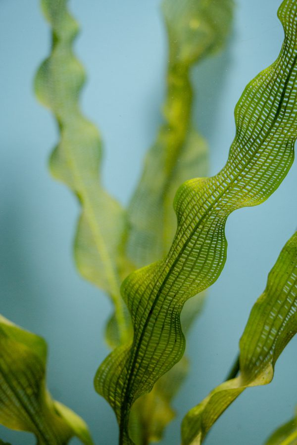 Aponogeton Madagascariensis (Madagascar Lace) - Image 2