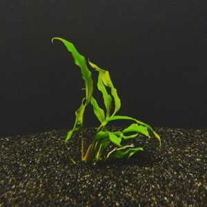Anubias Minima