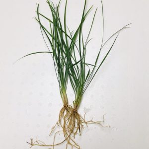 Mondo Grass (Ophiogon japonica)