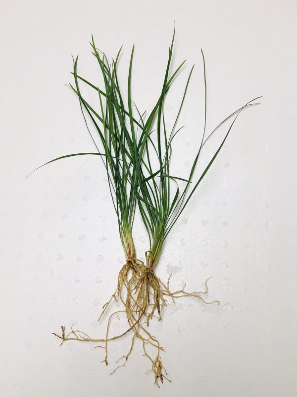 Mondo Grass (Ophiogon japonica)