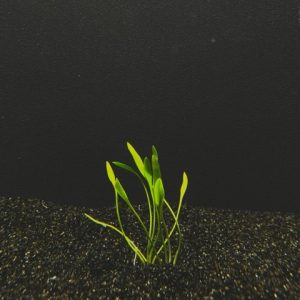 Cryptocoryne Parva