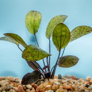 Red Flame (Echinodorus sp. Red Flame)