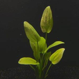 Radican Marble Queen  (Echinodorus cordifolius)