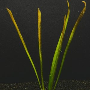 Jungle Red (Vallisneria americana sp. Red)