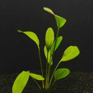 Red Rubin (Echinodorus sp. Red Rubin)