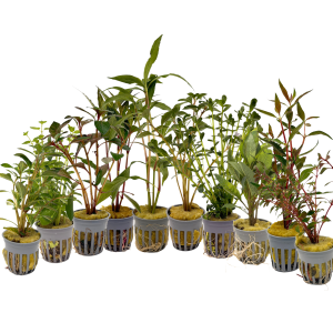 Potted True Aquatic Plants- Regular