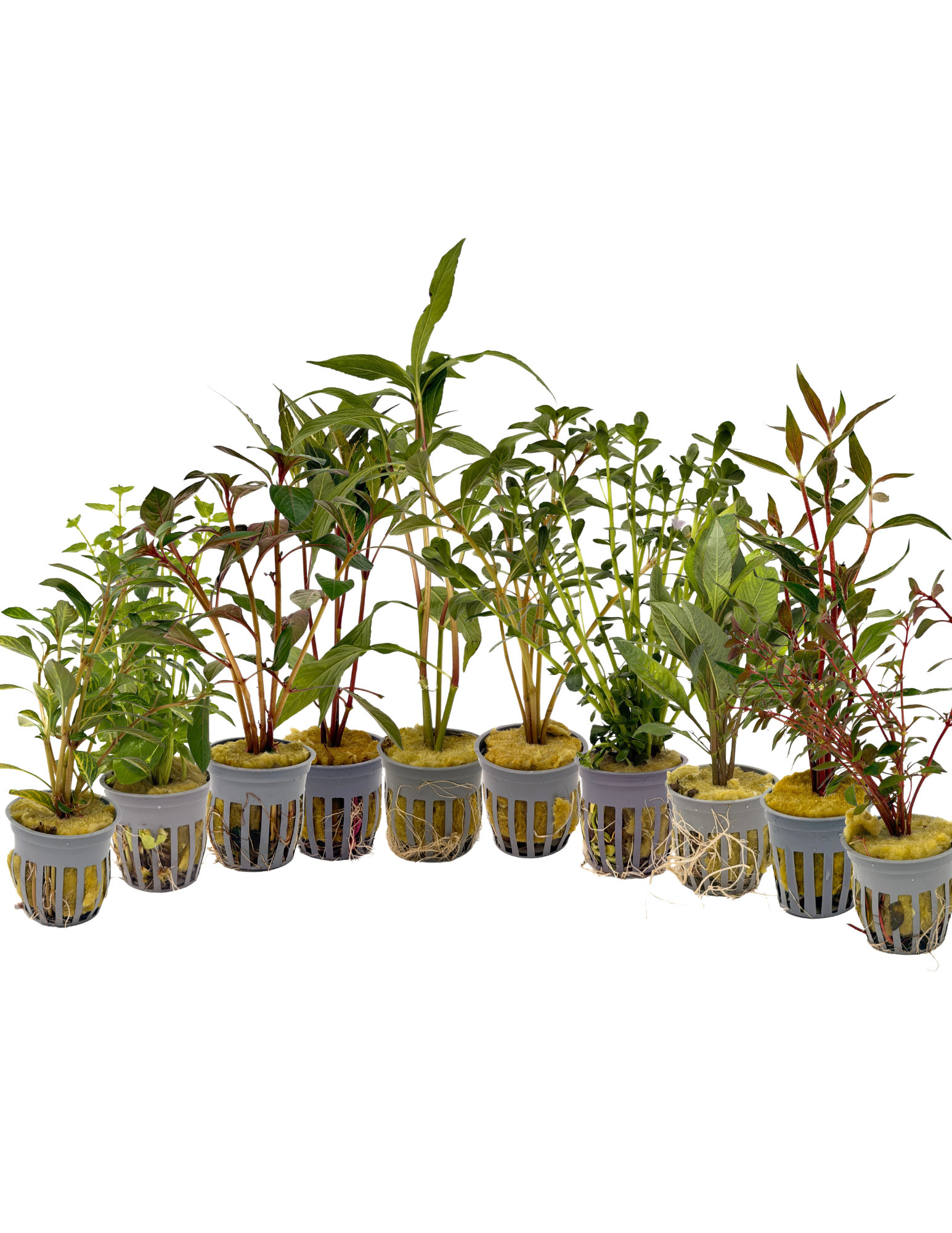 Potted True Aquatic Plants- Regular