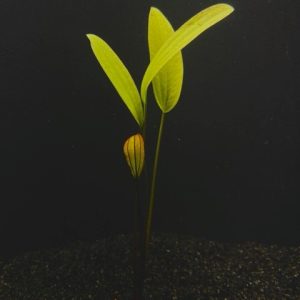 Rose (Echinodorus sp. Rose)