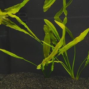 Ruffle (Echinodorus martii)