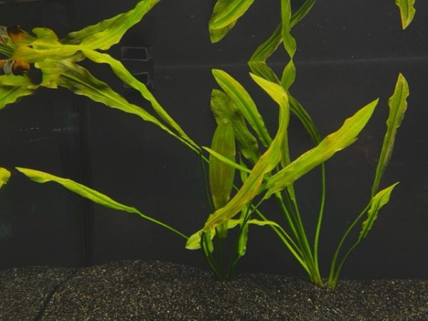 Ruffle (Echinodorus martii)