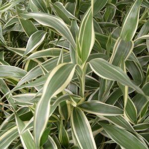 Sanderiana Variegated (Dracaena sanderiana)