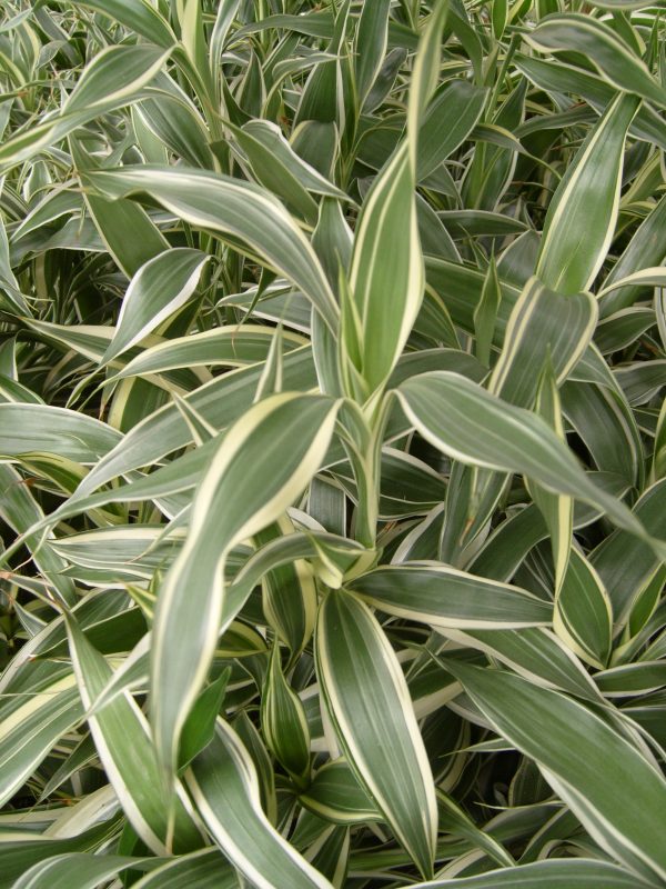 Sanderiana Variegated (Dracaena sanderiana)
