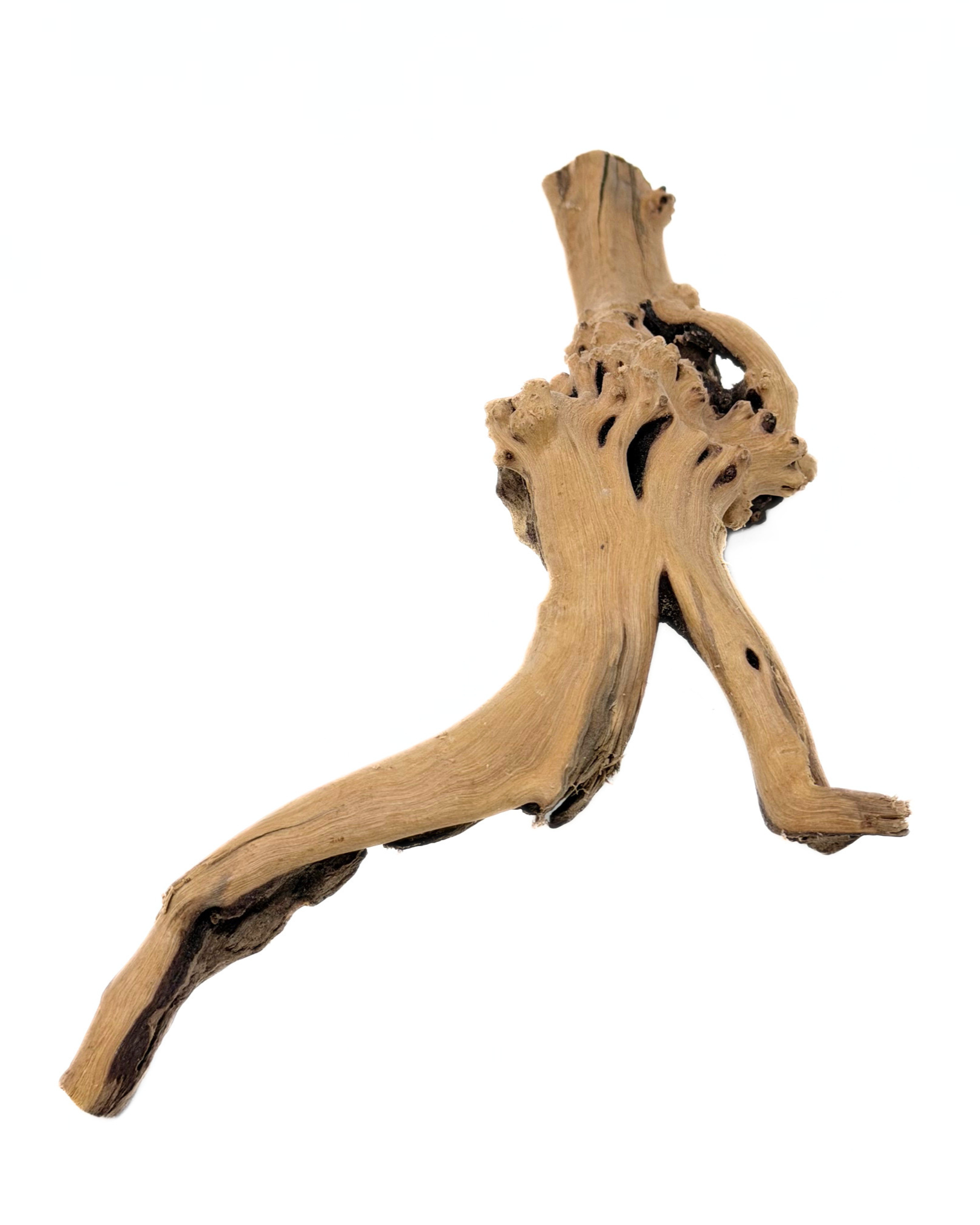 Spider Wood - Image 3