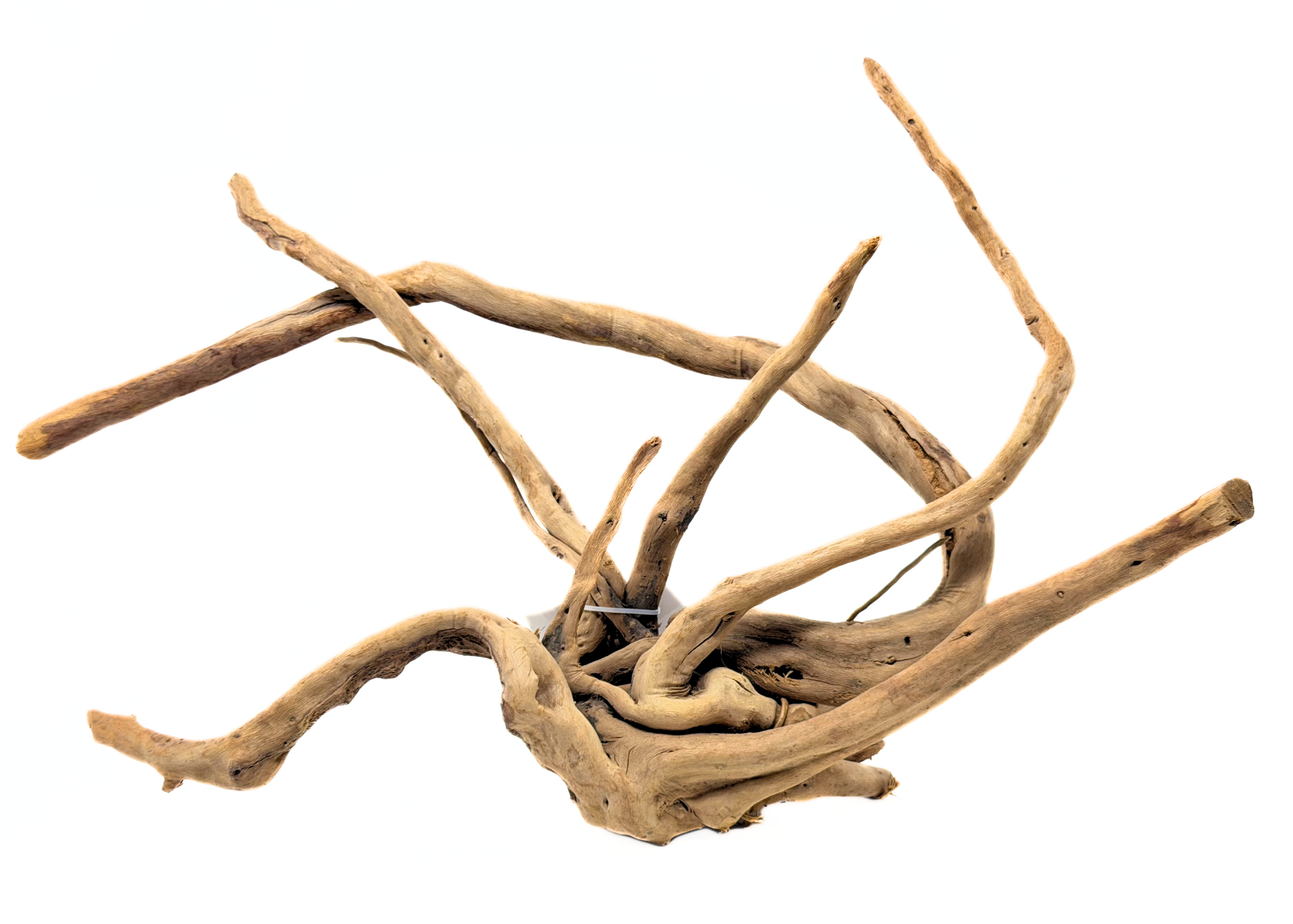 Spider Wood