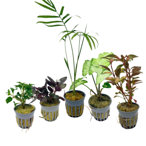 Potted Terrarium & Bog Plants- Assorted 2" Pot