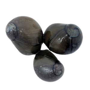 Tiger Eye Nerite Snail