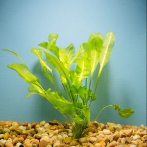 Aponogeton Ulvaceus