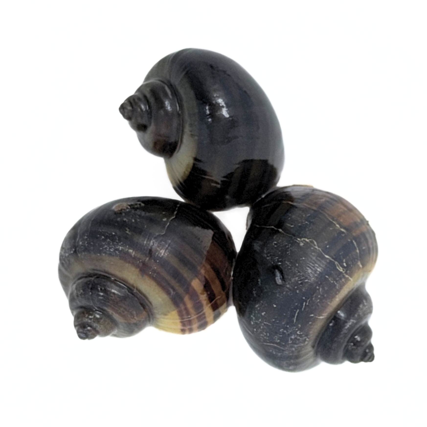 Black Mystery Snail (Pomacea bridgesii)