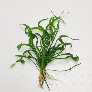 Vesuvius (Echinodorus sp vesuvius)