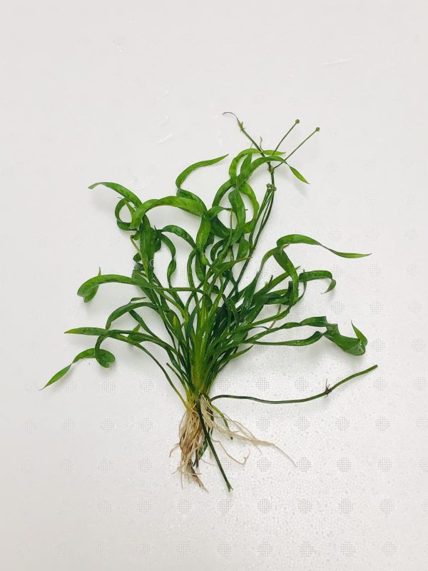 Vesuvius (Echinodorus sp vesuvius)
