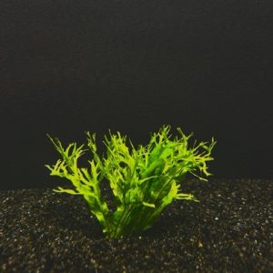 Java Fern Windelov