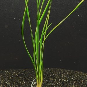 Water Onion Dwarf (Zephyranthes candida)