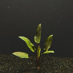 Cryptocoryne Wendtii Red