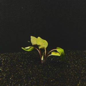 Cryptocoryne Wendtii Brown