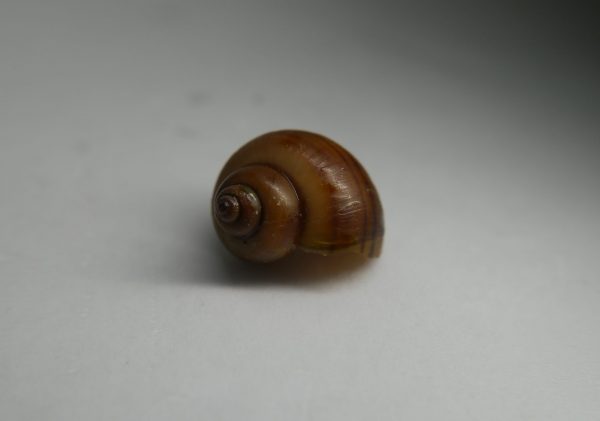 Albino Mystery Snail (Pomacea bridgesii)