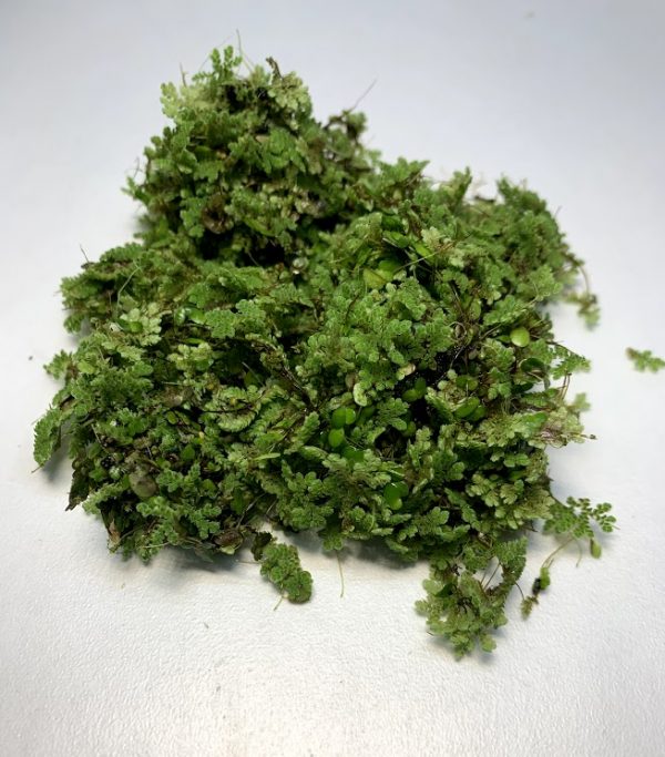 Azolla (Azolla Caroliniana) - Image 3