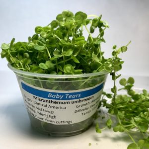 Baby Tears- Giant (Micranthemum umbrosom) 4 oz Portion Cup