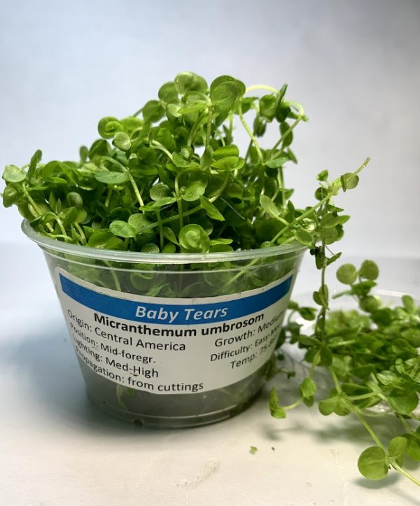 Baby Tears- Giant (Micranthemum umbrosom) 4 oz Portion Cup