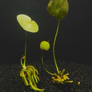 Banana Plant (Nymphoides aquatica)