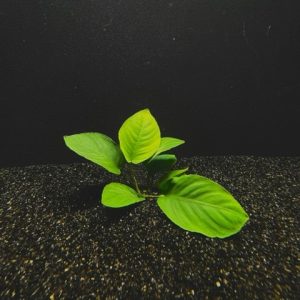 Anubias Barteri