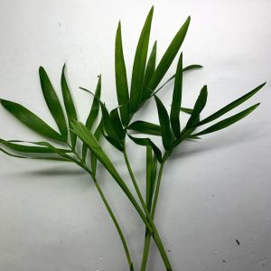 Bella Palm (Chamaedorea elegans)