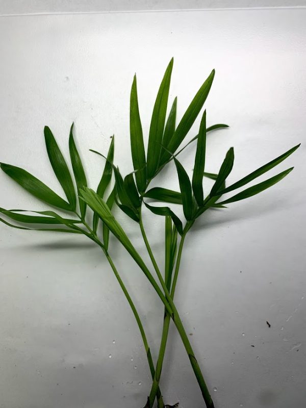 Bella Palm (Chamaedorea elegans)