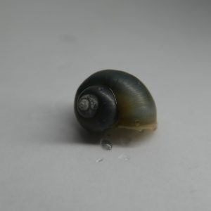 Blue Mystery Snail (Pomacea bridgesii)