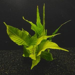 Bolbitis Broad Leaf (Bolbitis heteroclita)