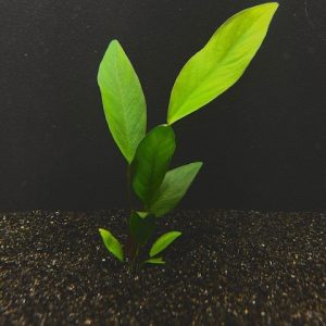 Anubias Congensis