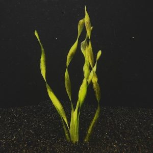 Corkscrew (Vallisneria biawensis)