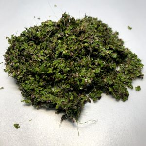 Duckweed (Lemna minor)