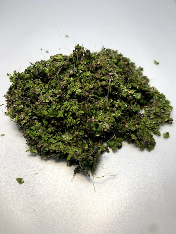 Duckweed (Lemna minor)