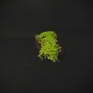 Dwarf Baby Tears on Small Lava Rock (1-3")