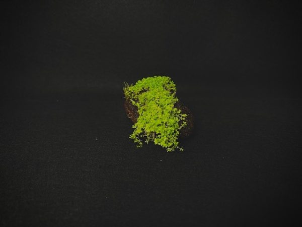Dwarf Baby Tears on Small Lava Rock (1-3")