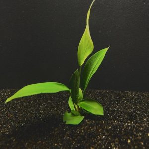 Anubias Frazeri