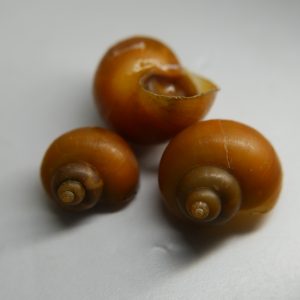 Gold Mystery Snail (Pomacea bridgesii)