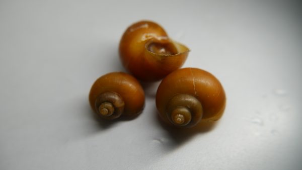 Gold Mystery Snail (Pomacea bridgesii)