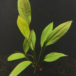 Grandifolius "Rangeri" (Echinodorus argentinensis)